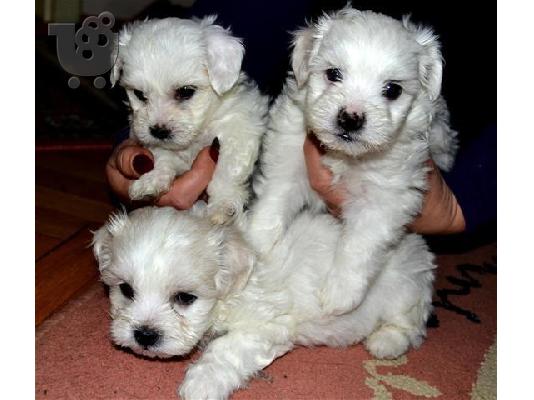 Maltese mini / Μαλτεζ μινι μοναδικα εκθεσιακους γονεις